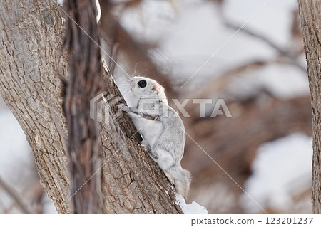 Ezomon摩卡爬樹 123201237