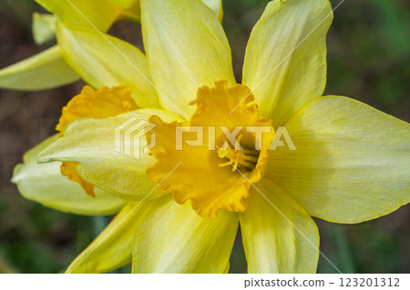 Beautiful flower of yellow daffodil growing in the garden. 123201312
