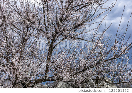 Apricot tree in the period of spring flowering. 123201332