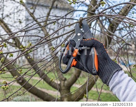 Female farmer with a pruner shearing the cherry tree 123201333