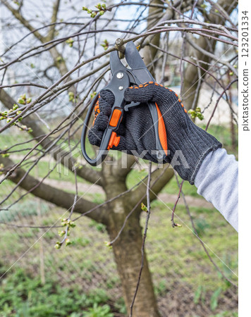 Female farmer with a pruner shearing the cherry tree 123201334