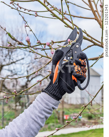 Female gardener with a pruner shears the peach tree. Female gardener with a pruner shears the peach tree. 123201343