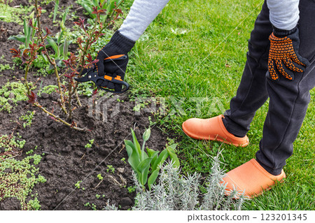 Female farmer with a pruner shears the twigs of the rose bush. 123201345