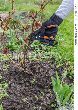 Female farmer with a pruner shears the twigs of the rose bush. Female farmer with a pruner shears the twigs of the rose bush. 123201346