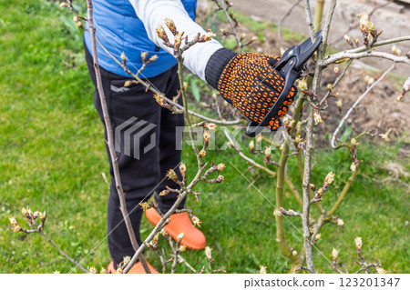 Female farmer with a pruner shears the pear tree. Female farmer with a pruner shears the pear tree. 123201347