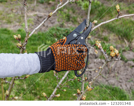 Female farmer with a pruner shears the pear tree. Female farmer with a pruner shears the pear tree. 123201348