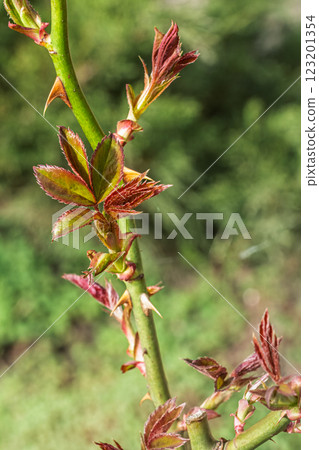 New leaves on the rose shrub in the garden. 123201354