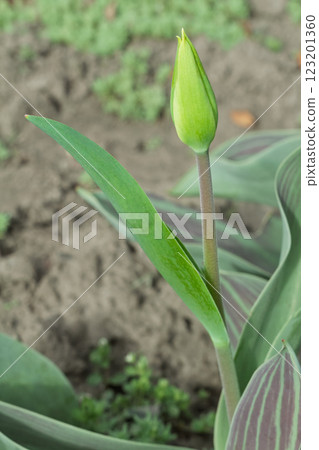 Tulip growing in the garden with the natural background. 123201360