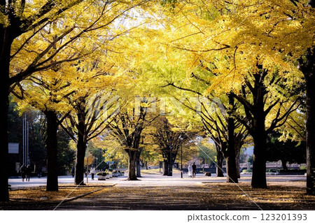 Ginkgo aki Ginkgo aki 123201393