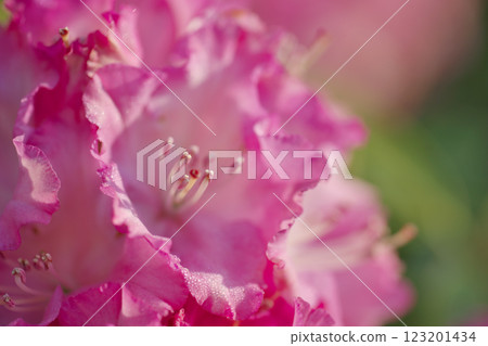 朝陽下閃耀的杜鵑花(出雲市) 朝陽下閃耀的杜鵑花(出雲市) 123201434