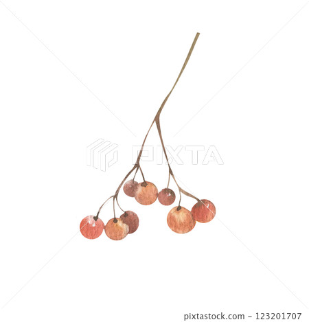 Rowan berry watercolor illustration. Hand drawn forest botanical clipart, autumn wild harvest painting for product packing, seasonal menu, poster, label,logo design 123201707
