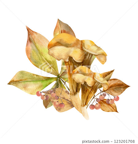 Autumn fungus Chanterelle floral watercolor composition. Hand drawn orange mushroom with chestnut leaves and berries illustration for harvest season poster, card, invitation design.Fall menu design 123201708