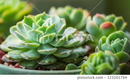 室內植物/豐滿多肉植物 2 123201784