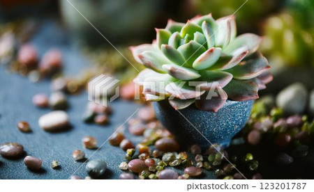 室內植物/豐滿多肉植物 5 123201787