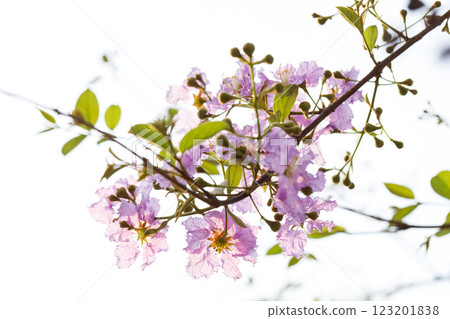 Lagerstroemia Loudonii cheerful blooming in natural park. 123201838