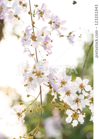 Lagerstroemia Loudonii cheerful blooming in natural park. Lagerstroemia Loudonii cheerful blooming in natural park. 123201843