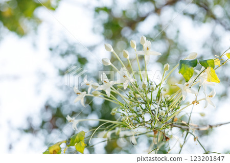 White Millingtonia hortensis or tree jasmine or Indian cork cheerful blooming against blue sky. 123201847