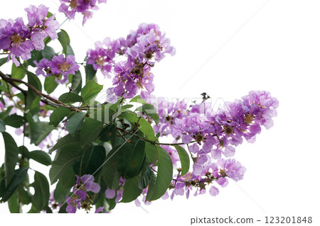 Queen's Floweror  Lagerstroemia speciosa, cheerful blooming in park. 123201848