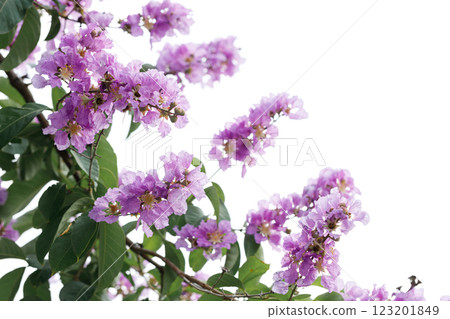 Queen's Floweror  Lagerstroemia speciosa, cheerful blooming in park. 123201849