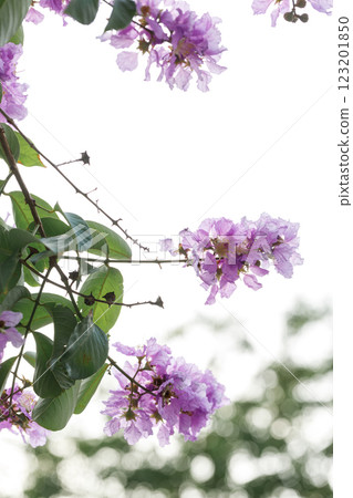 Queen's Floweror  Lagerstroemia speciosa, cheerful blooming in park. 123201850