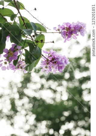 Queen's Floweror Lagerstroemia speciosa, cheerful blooming in park. Queen's Floweror Lagerstroemia speciosa, cheerful blooming in park. 123201851