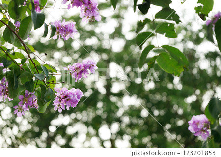 Queen's Floweror Lagerstroemia speciosa, cheerful blooming in park. Queen's Floweror Lagerstroemia speciosa, cheerful blooming in park. 123201853