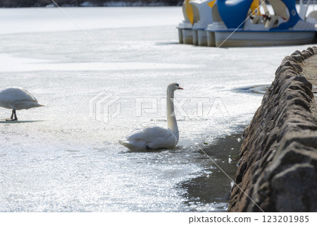 Frozen Lake Shidaka and graceful swans 123201985