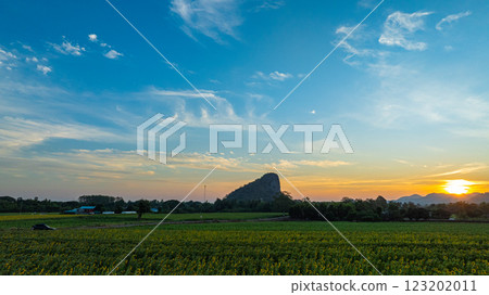 Aerial view of Scenery a field of yellow sunflowers in beautiful sunrise Aerial view of Scenery a field of yellow sunflowers in beautiful sunrise 123202011