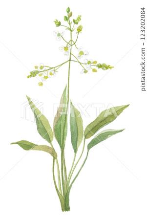 Sajiomodaka Taksha 的水彩畫 123202084