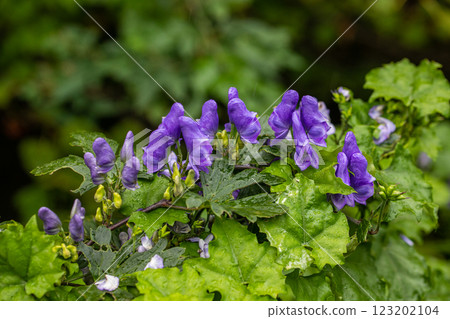[Niigata Prefecture_Sado_Aconite] Aconite blooming on the trekking course of the 100 famous flowers of the mountains September October 123202104