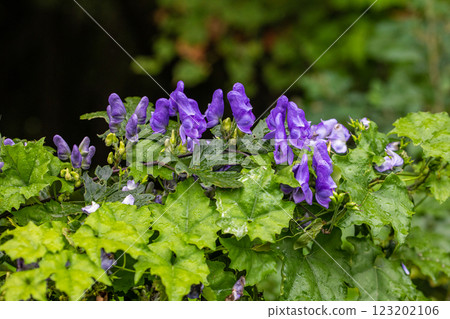 [Niigata Prefecture_Sado_Aconite] Aconite blooming on the trekking course of the 100 famous flowers of the mountains September October 123202106