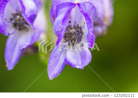 [Niigata Prefecture_Sado_Aconite] Aconite blooming on the trekking course of the 100 famous flowers of the mountains September October 123202111