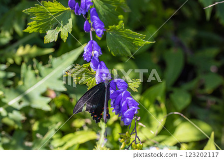 [Niigata Prefecture_Sado_Aconite] Aconite blooming on the trekking course of the 100 famous flowers of the mountains September October 123202117