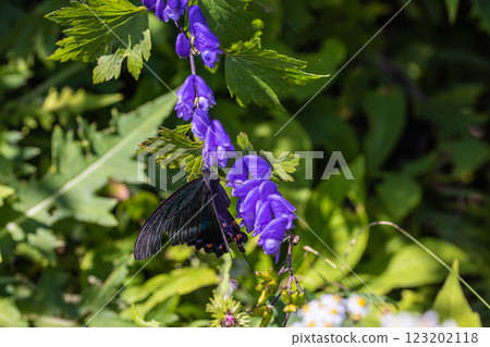 [Niigata Prefecture_Sado_Aconite] Aconite blooming on the trekking course of the 100 famous flowers of the mountains September October 123202118