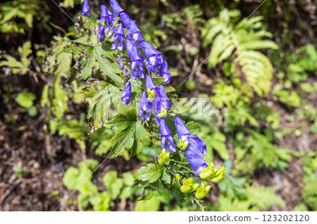[Niigata Prefecture_Sado_Aconite] Aconite blooming on the trekking course of the 100 famous flowers of the mountains September October 123202120
