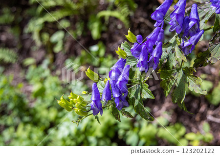 [Niigata Prefecture_Sado_Aconite] Aconite blooming on the trekking course of the 100 famous flowers of the mountains September October 123202122