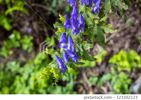 [Niigata Prefecture_Sado_Aconite] Aconite blooming on the trekking course of the 100 famous flowers of the mountains September October 123202123