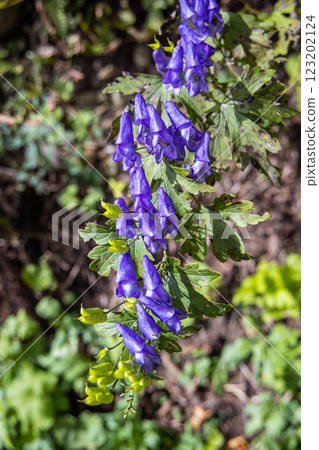 [Niigata Prefecture_Sado_Aconite] Aconite blooming on the trekking course of the 100 famous flowers of the mountains September October 123202124