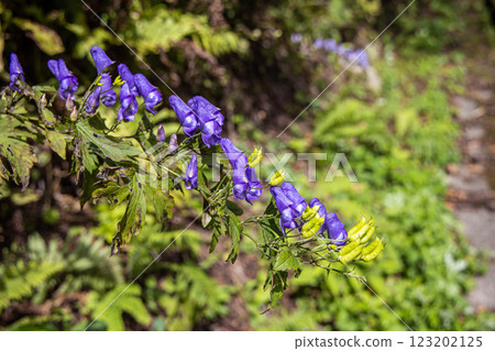 [Niigata Prefecture_Sado_Aconite] Aconite blooming on the trekking course of the 100 famous flowers of the mountains September October 123202125