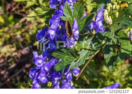 [Niigata Prefecture_Sado_Aconite] Aconite blooming on the trekking course of the 100 famous flowers of the mountains September October 123202127