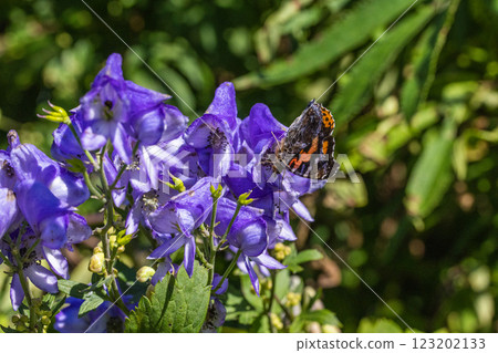 [Niigata Prefecture_Sado_Aconite] Aconite blooming on the trekking course of the 100 famous flowers of the mountains September October 123202133