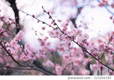 Pink plum blossoms Pink plum blossoms 123202195