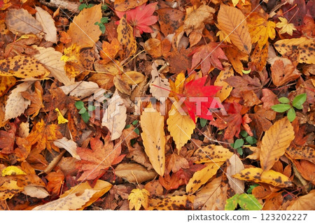 Carpet of fallen leaves (Okuizumo Town) Carpet of fallen leaves (Okuizumo Town) 123202227