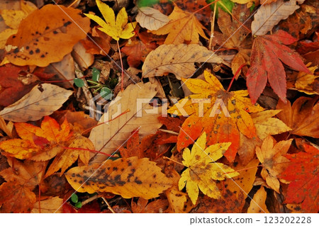Carpet of fallen leaves (Okuizumo Town) Carpet of fallen leaves (Okuizumo Town) 123202228