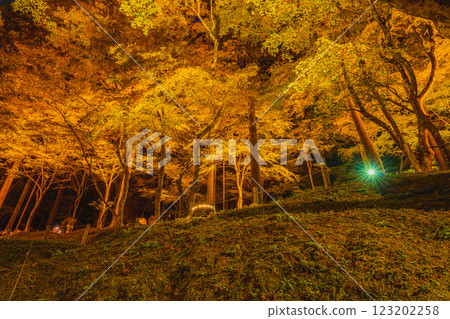Illuminated autumn foliage at Korankei in Toyota City (Aichi Prefecture) Illuminated autumn foliage at Korankei in Toyota City (Aichi Prefecture) 123202258