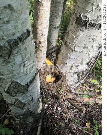 Bird's nest among birch tree trunks in the forest. Empty nest Bird's nest among birch tree trunks in the forest. Empty nest 123202259