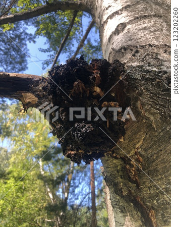 Birch chaga mushroom growing on a birch tree trunk. Black coal growth on a tree 123202260