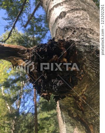 Birch chaga mushroom growing on a birch tree trunk. Black coal growth on a tree Birch chaga mushroom growing on a birch tree trunk. Black coal growth on a tree 123202261