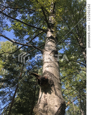 Birch chaga mushroom growing on a birch tree trunk. Black coal growth on a tree 123202262
