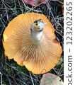 Golden chanterelle mushroom picked in a summer forest. Close-up photo in habitat 123202265